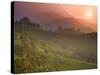 Tea Plantations, Munnar, Western Ghats, Kerala, India-Michele Falzone-Stretched Canvas