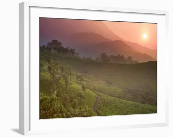 Tea Plantations, Munnar, Western Ghats, Kerala, India-Michele Falzone-Framed Photographic Print