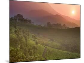 Tea Plantations, Munnar, Western Ghats, Kerala, India-Michele Falzone-Mounted Photographic Print