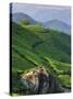 Tea Plantations, Munnar, Western Ghats, Kerala, India-Michele Falzone-Stretched Canvas