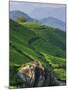 Tea Plantations, Munnar, Western Ghats, Kerala, India-Michele Falzone-Mounted Photographic Print