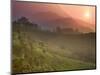 Tea Plantations, Munnar, Western Ghats, Kerala, India-Michele Falzone-Mounted Photographic Print