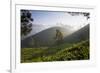 Tea Plantations, Munnar, Western Ghats, Kerala, South India-Peter Adams-Framed Photographic Print