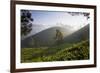 Tea Plantations, Munnar, Western Ghats, Kerala, South India-Peter Adams-Framed Photographic Print