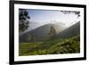 Tea Plantations, Munnar, Western Ghats, Kerala, South India-Peter Adams-Framed Photographic Print