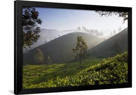 Tea Plantations, Munnar, Western Ghats, Kerala, South India-Peter Adams-Framed Photographic Print