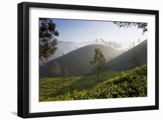 Tea Plantations, Munnar, Western Ghats, Kerala, South India-Peter Adams-Framed Photographic Print