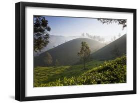 Tea Plantations, Munnar, Western Ghats, Kerala, South India-Peter Adams-Framed Photographic Print