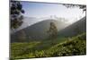 Tea Plantations, Munnar, Western Ghats, Kerala, South India-Peter Adams-Mounted Photographic Print