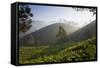 Tea Plantations, Munnar, Western Ghats, Kerala, South India-Peter Adams-Framed Stretched Canvas