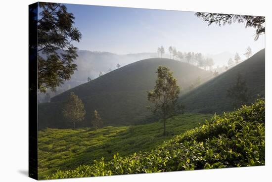 Tea Plantations, Munnar, Western Ghats, Kerala, South India-Peter Adams-Stretched Canvas