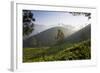 Tea Plantations, Munnar, Western Ghats, Kerala, South India-Peter Adams-Framed Photographic Print