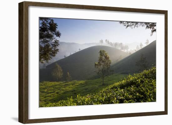 Tea Plantations, Munnar, Western Ghats, Kerala, South India-Peter Adams-Framed Photographic Print