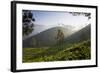 Tea Plantations, Munnar, Western Ghats, Kerala, South India-Peter Adams-Framed Photographic Print