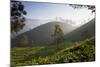 Tea Plantations, Munnar, Western Ghats, Kerala, South India-Peter Adams-Mounted Photographic Print