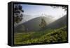 Tea Plantations, Munnar, Western Ghats, Kerala, South India-Peter Adams-Framed Stretched Canvas