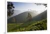 Tea Plantations, Munnar, Western Ghats, Kerala, South India-Peter Adams-Framed Photographic Print