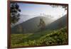 Tea Plantations, Munnar, Western Ghats, Kerala, South India-Peter Adams-Framed Photographic Print