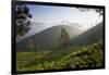 Tea Plantations, Munnar, Western Ghats, Kerala, South India-Peter Adams-Framed Photographic Print