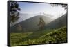 Tea Plantations, Munnar, Western Ghats, Kerala, South India-Peter Adams-Framed Stretched Canvas