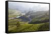 Tea Plantations, Munnar, Western Ghats, Kerala, South India-Peter Adams-Framed Stretched Canvas