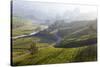 Tea Plantations, Munnar, Western Ghats, Kerala, South India-Peter Adams-Stretched Canvas