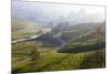 Tea Plantations, Munnar, Western Ghats, Kerala, South India-Peter Adams-Mounted Photographic Print