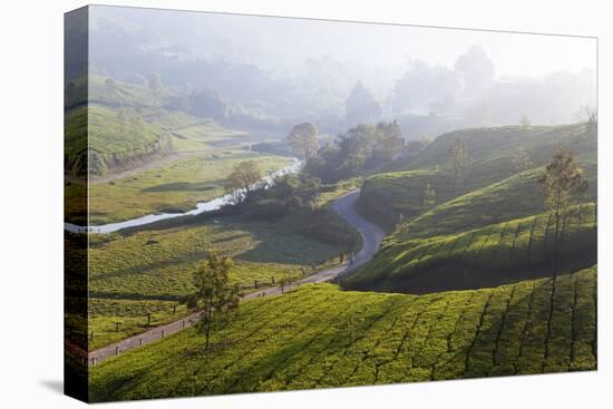 Tea Plantations, Munnar, Western Ghats, Kerala, South India-Peter Adams-Stretched Canvas