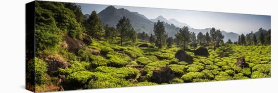 Tea plantations, Munnar, Western Ghats Mountains, Kerala, India, Asia-Photo Escapes-Stretched Canvas