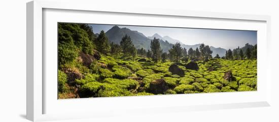 Tea plantations, Munnar, Western Ghats Mountains, Kerala, India, Asia-Photo Escapes-Framed Photographic Print