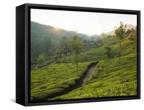 Tea Plantations Near Munnar, Kerala, India, South Asia-Ben Pipe-Framed Stretched Canvas