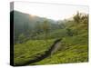 Tea Plantations Near Munnar, Kerala, India, South Asia-Ben Pipe-Stretched Canvas