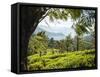 Tea Plantations Near Munnar, Kerala, India, South Asia-Ben Pipe-Framed Stretched Canvas