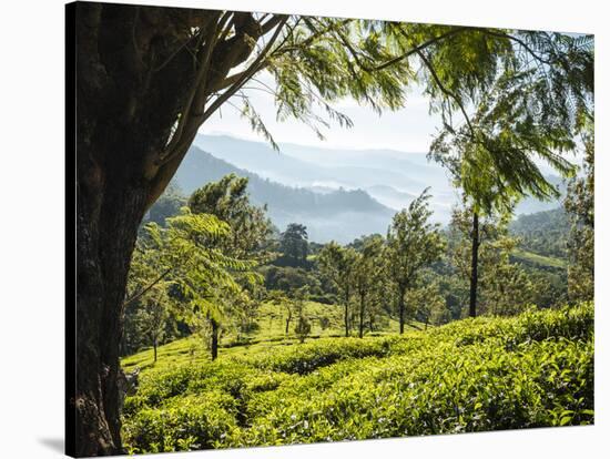 Tea Plantations Near Munnar, Kerala, India, South Asia-Ben Pipe-Stretched Canvas