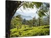 Tea Plantations Near Munnar, Kerala, India, South Asia-Ben Pipe-Stretched Canvas