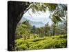 Tea Plantations Near Munnar, Kerala, India, South Asia-Ben Pipe-Stretched Canvas