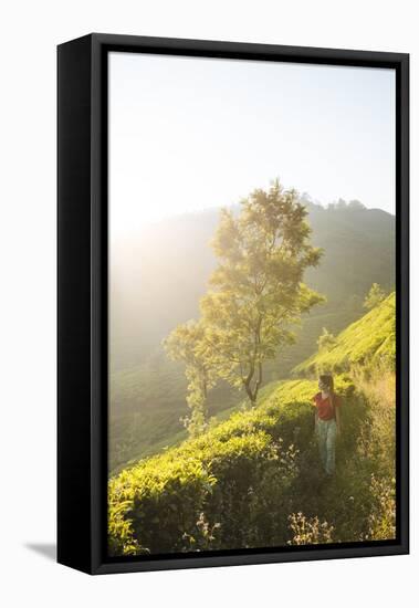 Tea Plantations Near Munnar, Kerala, India, South Asia-Ben Pipe-Framed Stretched Canvas