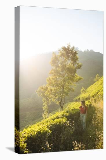 Tea Plantations Near Munnar, Kerala, India, South Asia-Ben Pipe-Stretched Canvas