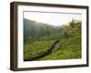 Tea Plantations Near Munnar, Kerala, India, South Asia-Ben Pipe-Framed Photographic Print