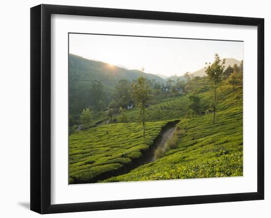 Tea Plantations Near Munnar, Kerala, India, South Asia-Ben Pipe-Framed Photographic Print