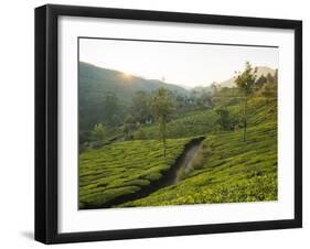 Tea Plantations Near Munnar, Kerala, India, South Asia-Ben Pipe-Framed Photographic Print