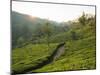Tea Plantations Near Munnar, Kerala, India, South Asia-Ben Pipe-Mounted Photographic Print