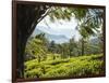 Tea Plantations Near Munnar, Kerala, India, South Asia-Ben Pipe-Framed Photographic Print