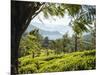 Tea Plantations Near Munnar, Kerala, India, South Asia-Ben Pipe-Mounted Photographic Print