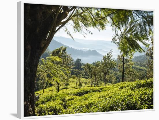 Tea Plantations Near Munnar, Kerala, India, South Asia-Ben Pipe-Framed Photographic Print