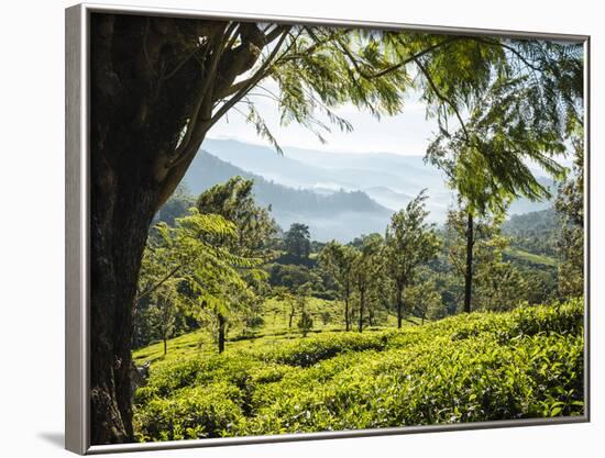 Tea Plantations Near Munnar, Kerala, India, South Asia-Ben Pipe-Framed Photographic Print