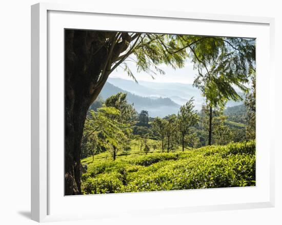 Tea Plantations Near Munnar, Kerala, India, South Asia-Ben Pipe-Framed Photographic Print