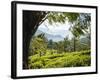 Tea Plantations Near Munnar, Kerala, India, South Asia-Ben Pipe-Framed Photographic Print