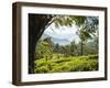 Tea Plantations Near Munnar, Kerala, India, South Asia-Ben Pipe-Framed Photographic Print