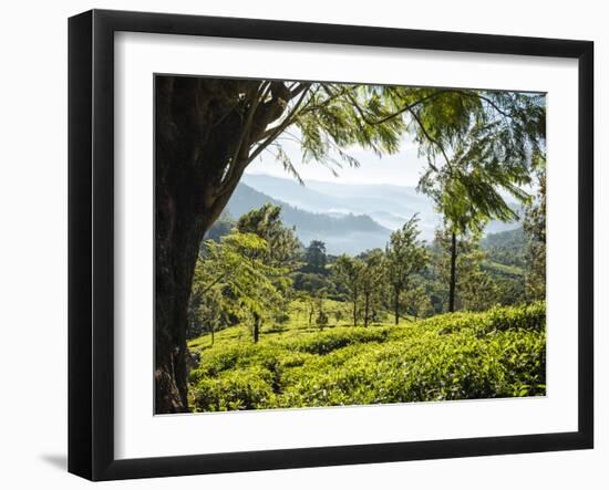 Tea Plantations Near Munnar, Kerala, India, South Asia-Ben Pipe-Framed Photographic Print